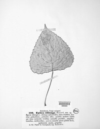 Image of Epitea oblonga